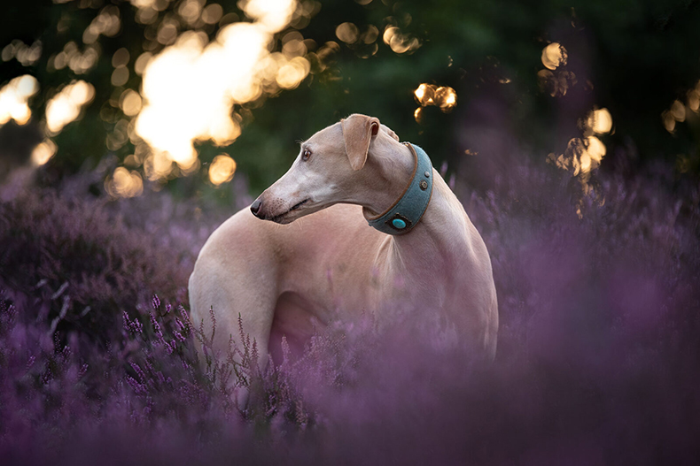 Professionelle Tierfotografie in Deutschland