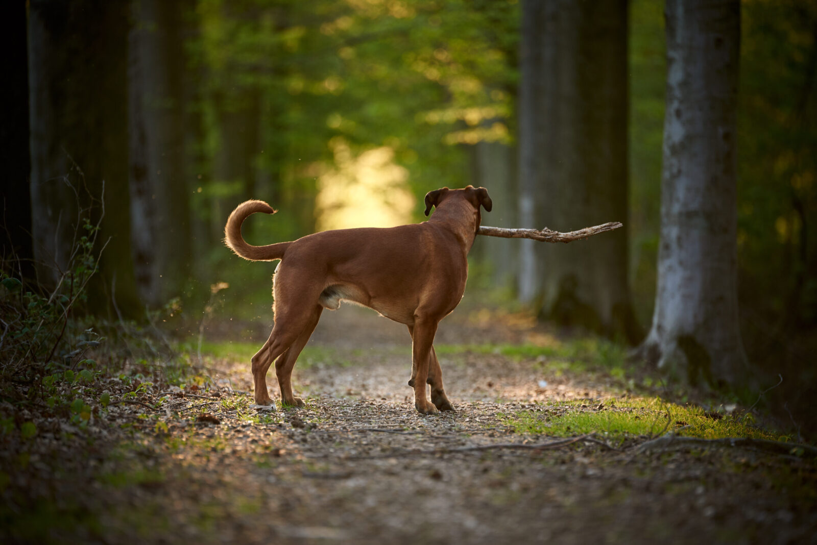 Fotoshooting mit Boxer Marley bei Schloss Haag