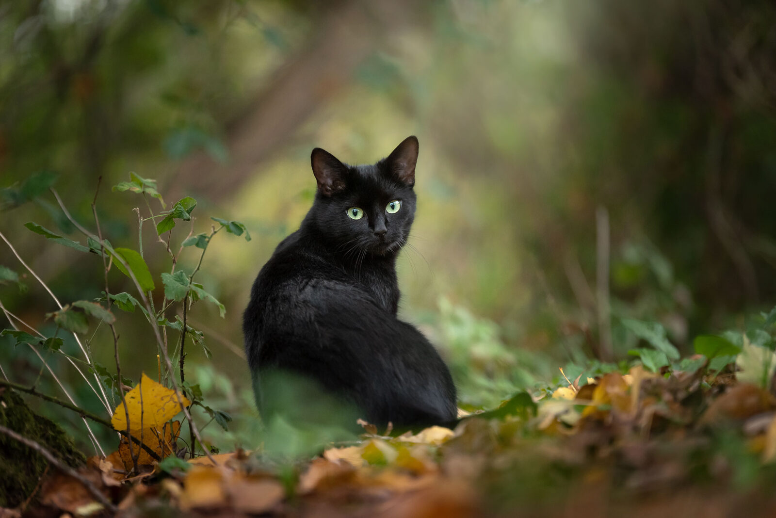 Katzenfotografie in NRW