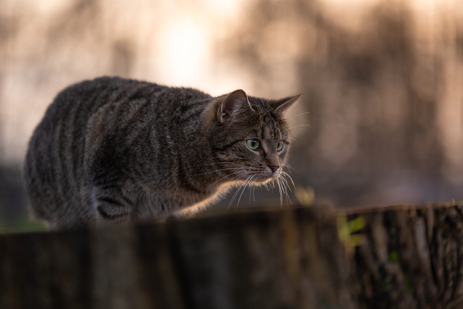 Katze gegen das Licht fotografiert