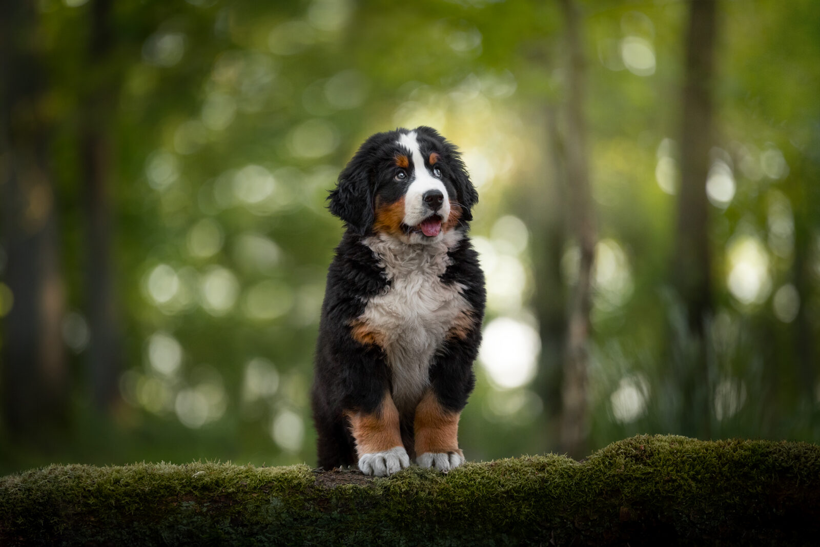Bernese Mountain Dog • Andrea Thiesen Photography