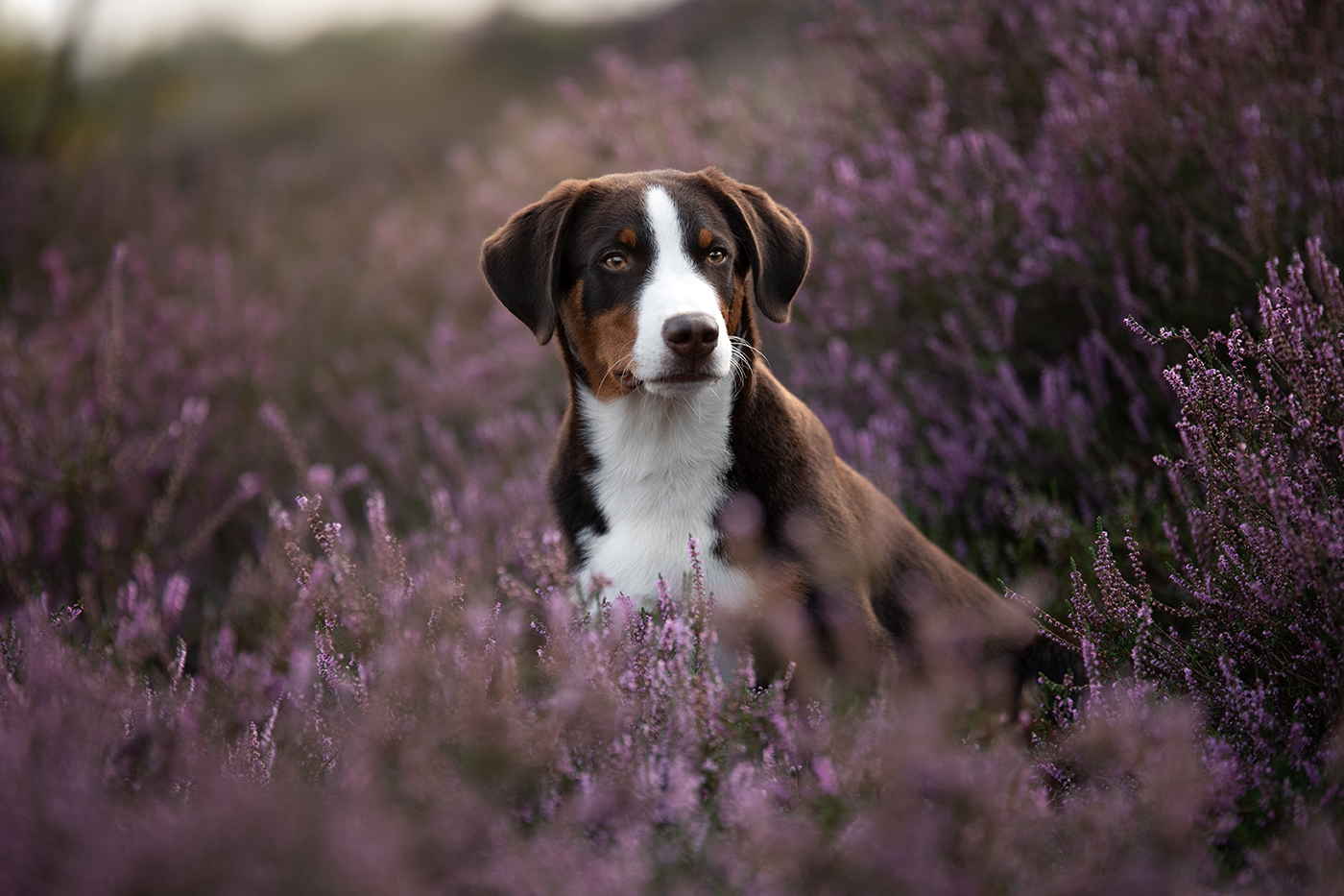 hundefotos-niederrhein