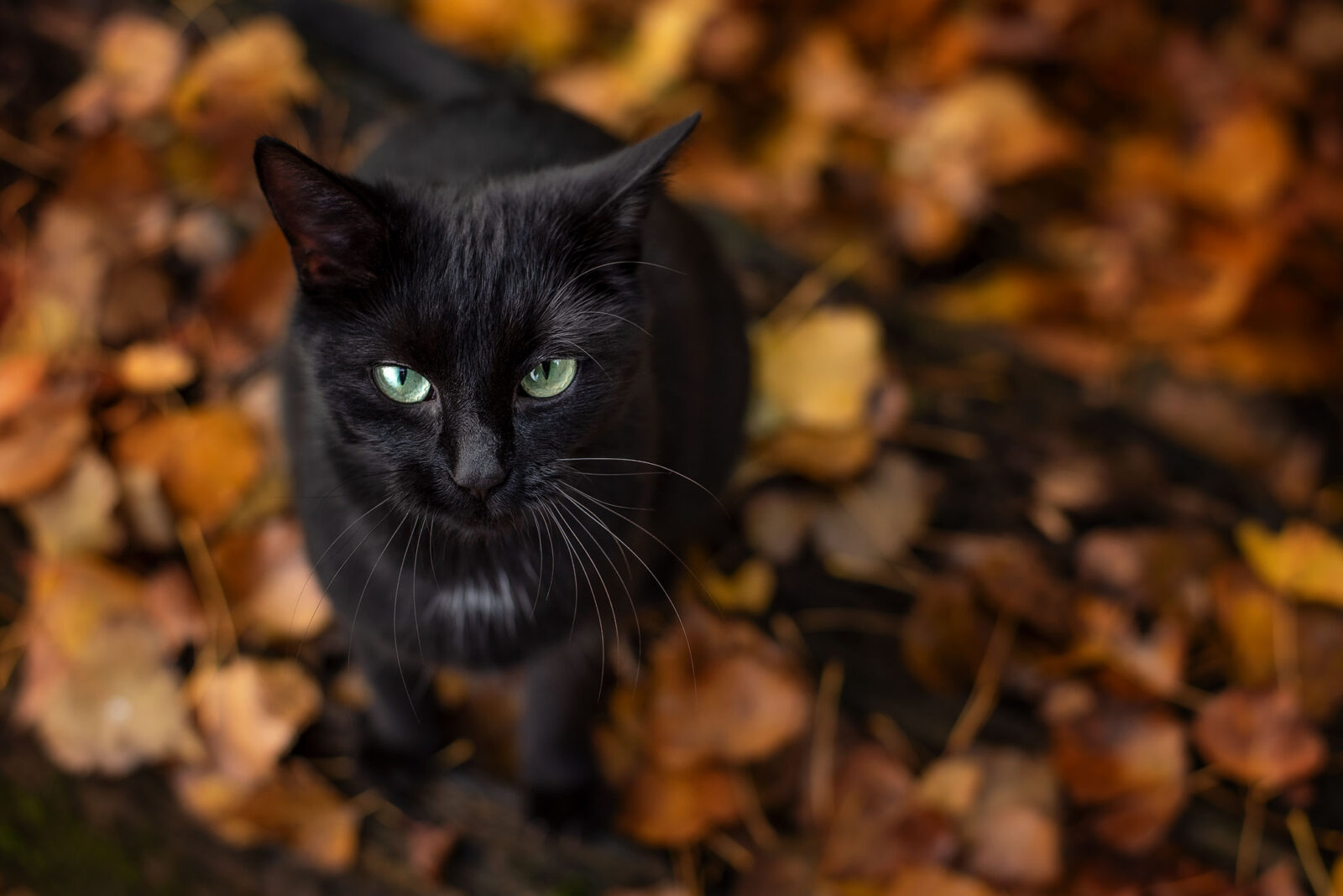 Schwarze Katze von der Katzenhilfe Gelderland