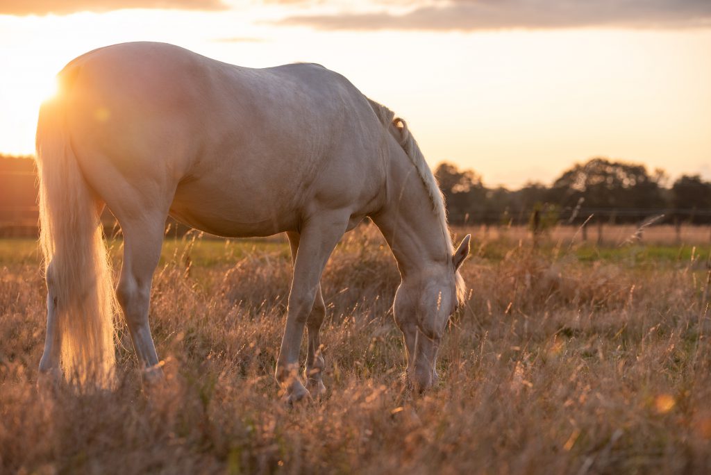 Pferd im Sommer auf der Weide fotografiert