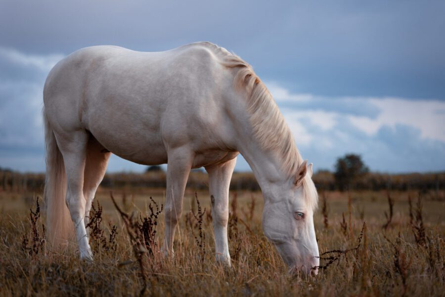 Fotos von Deinem Pferd