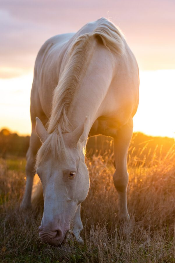 Fotos von Deinem Pferd am Pferdestall Geldern