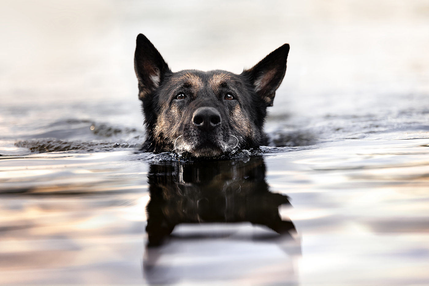 Deutscher Schäferhund am schwimmen