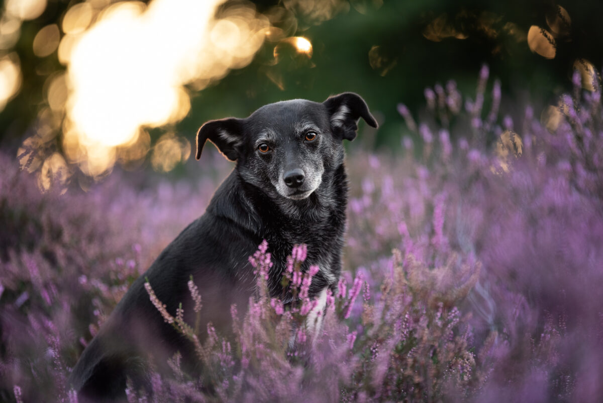 Hundeshooting in den Maasduinen