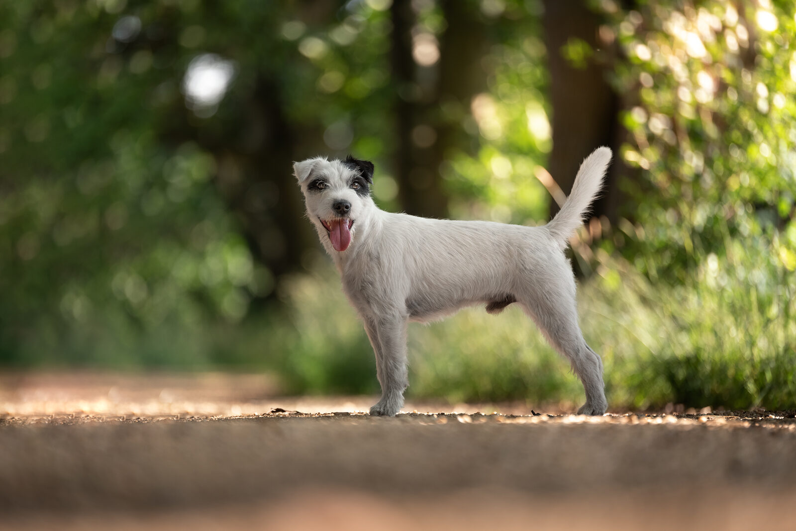 Knox • Parson Russell Terrier Deckrüde