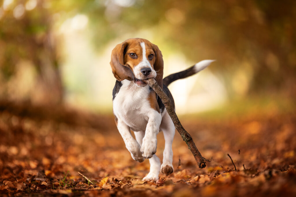 Herbstliches Bild der Hundefotografie am Niederrhein