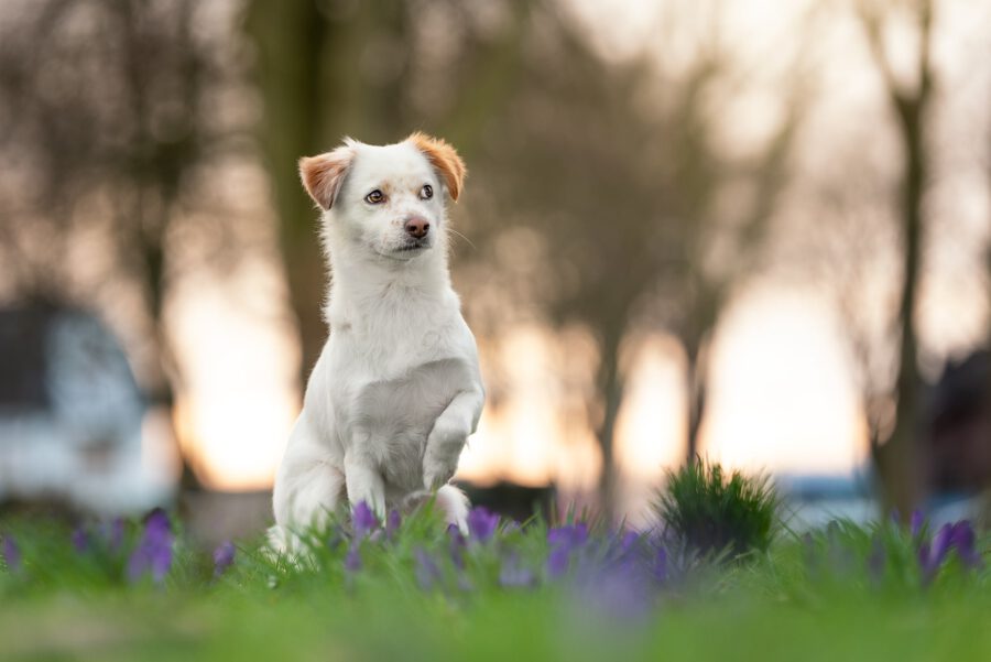 Hundfotografie im Frühling zwischen Krokussen am Niederrhein