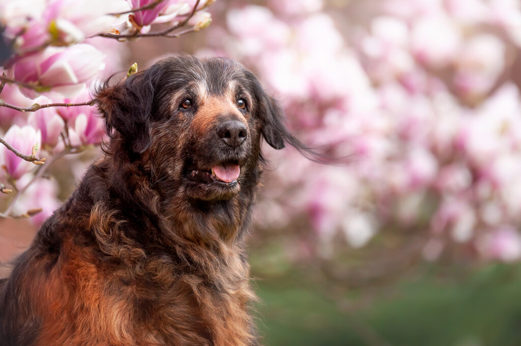 Magnolien Hundeshootings in Geldern