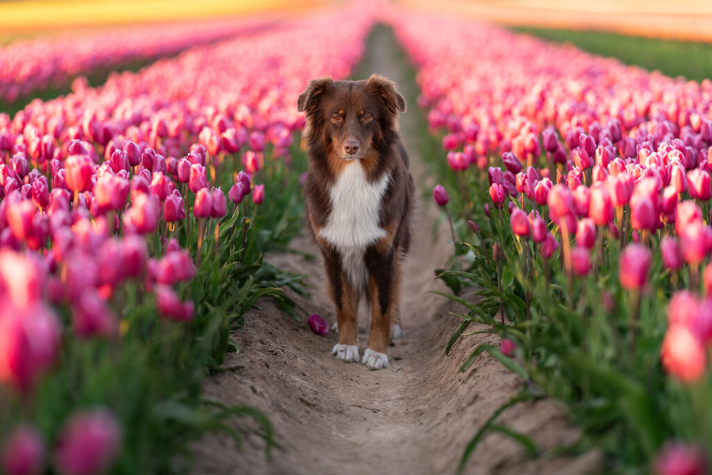 Tiere am Niederrhein fotografieren