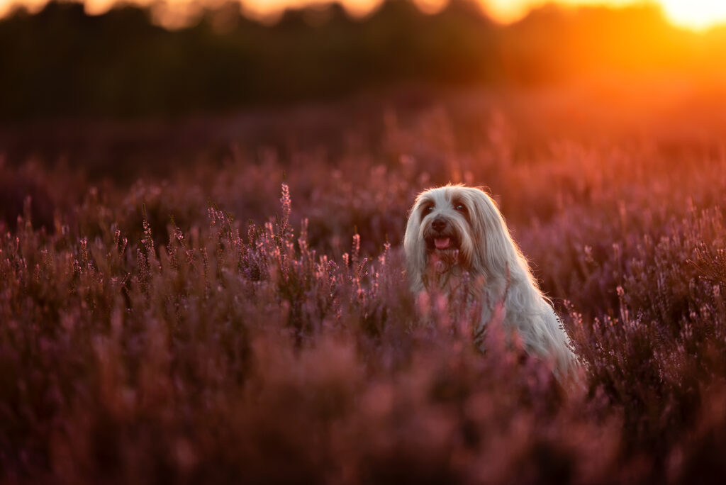 Natürliche Hundefotografie in den Maasduinen