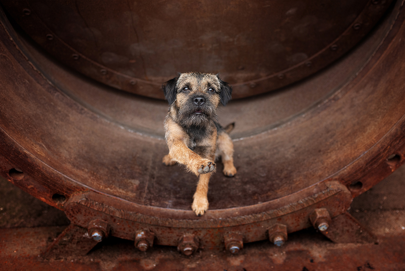 Hunde im Ruhrgebiet fotografieren