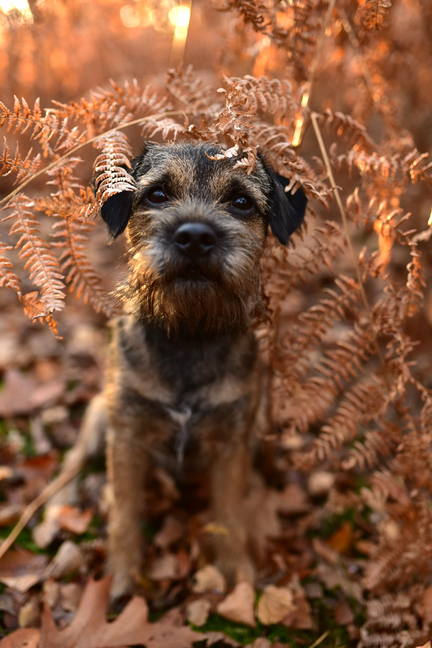 Hunde mit dem Handy fotografieren